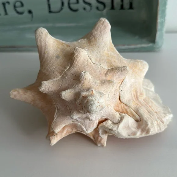 Queen Conch Shell Pink Interior Nautical Beach Decor Natural Sculpture - Picture 3 of 11